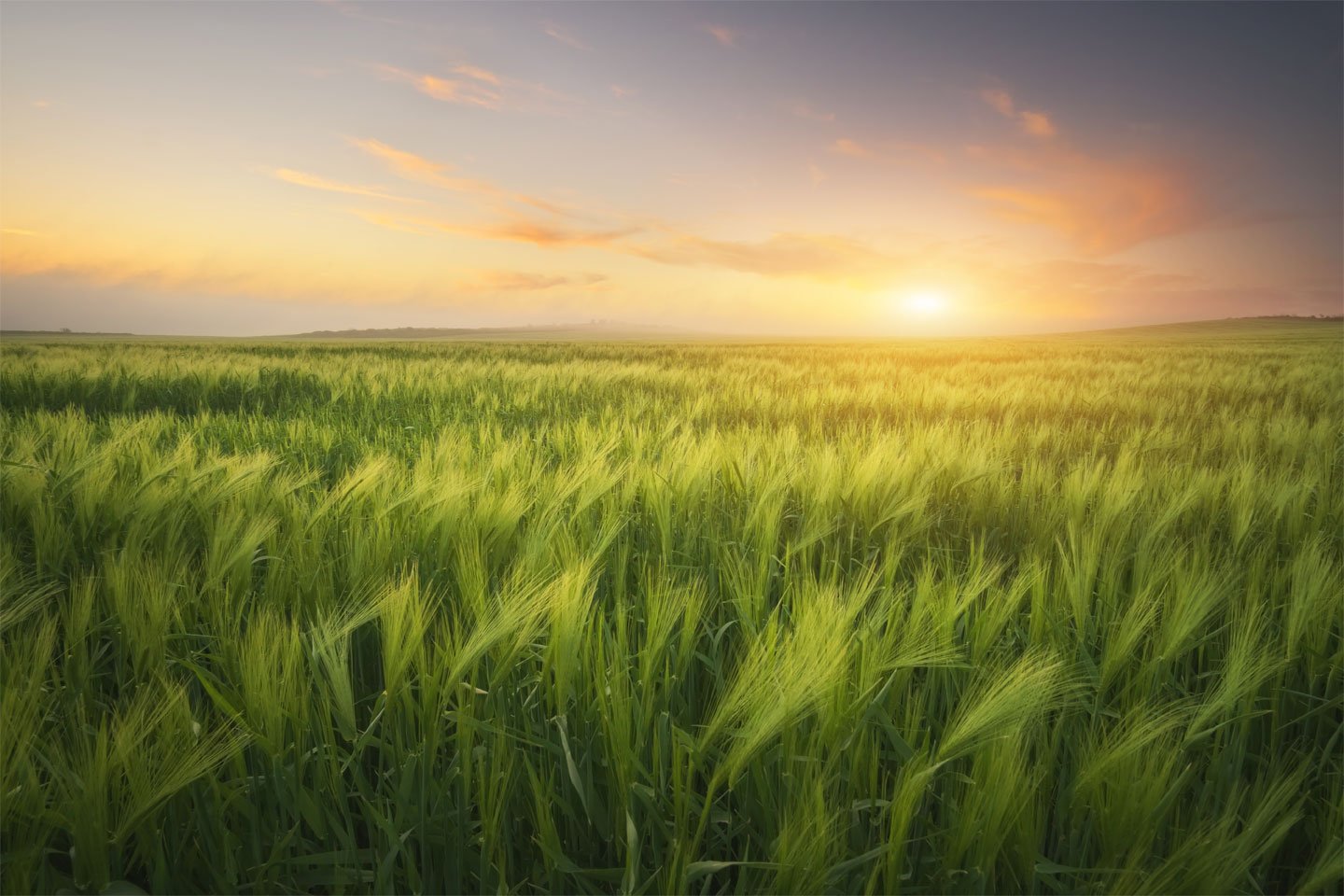 field