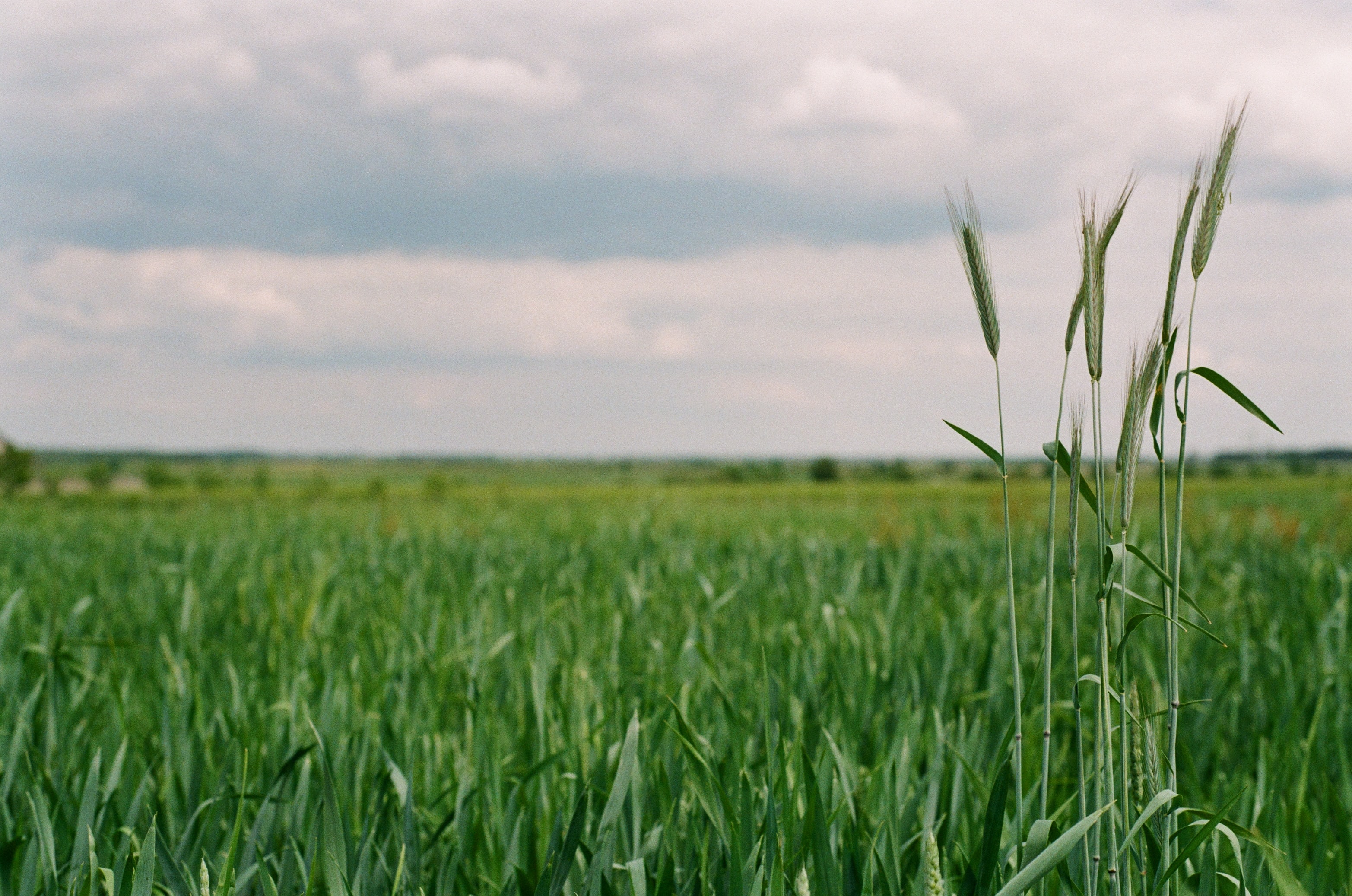 agro-platation